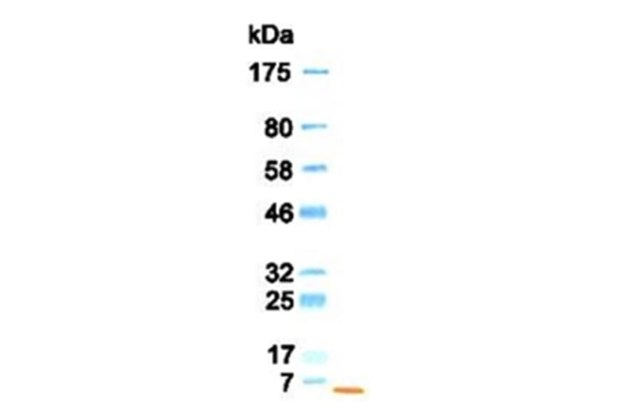Western Blot - Anti-EGF Antibody (030106B08) - Antibodies.com