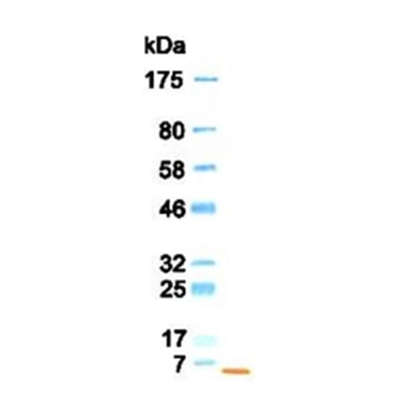 Western Blot - Anti-EGF Antibody (030106B08) - Antibodies.com