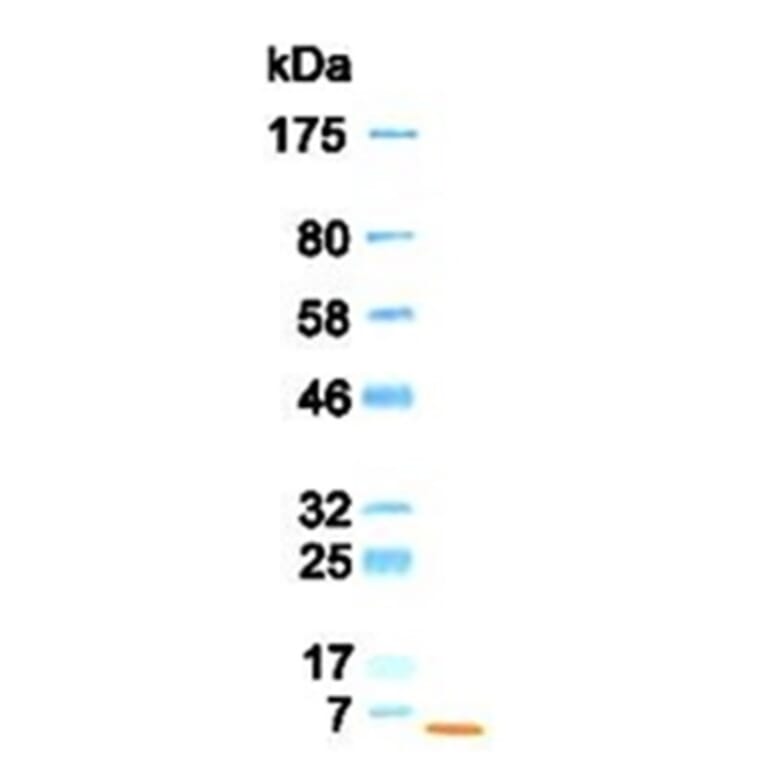 Western Blot - Anti-EGF Antibody (030106B08) - Antibodies.com