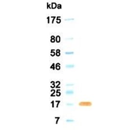 Western Blot - Anti-FGF2 (bFGF) Antibody (030304G11) - Antibodies.com