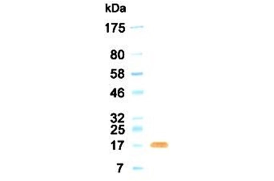 Western Blot - Anti-FGF2 (bFGF) Antibody (030304G11) - Antibodies.com