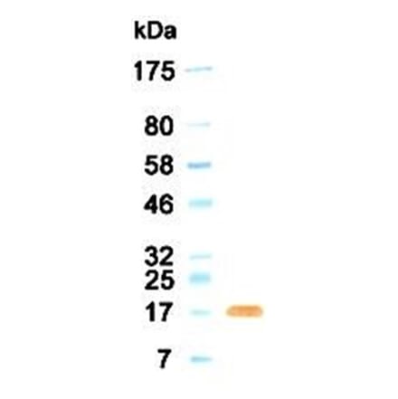 Western Blot - Anti-FGF2 (bFGF) Antibody (030304G11) - Antibodies.com