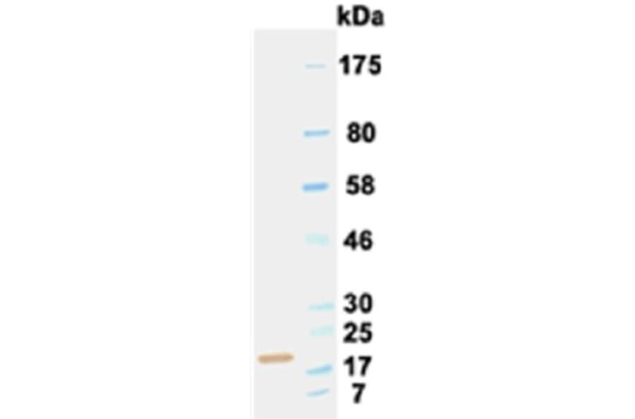 Western Blot - Anti-IL6 Antibody (030502B05) - Antibodies.com
