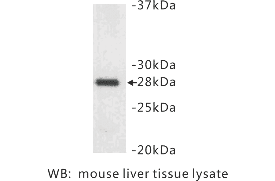 Western Blot - Anti-14-3-3 beta + alpha Antibody (BMA1001) - Antibodies.com