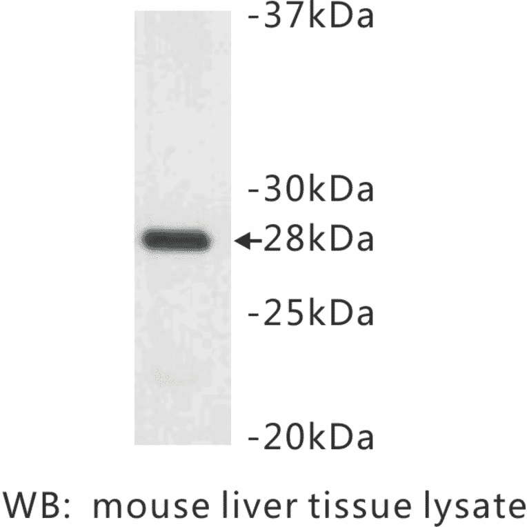 Western Blot - Anti-14-3-3 beta + alpha Antibody (BMA1001) - Antibodies.com