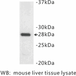 Western Blot - Anti-14-3-3 beta + alpha Antibody (BMA1001) - Antibodies.com