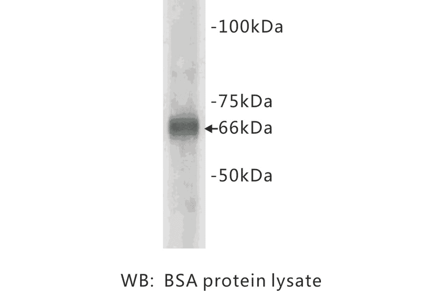 Western Blot - Anti-Albumin Bovine Antibody (BMA1003) - Antibodies.com