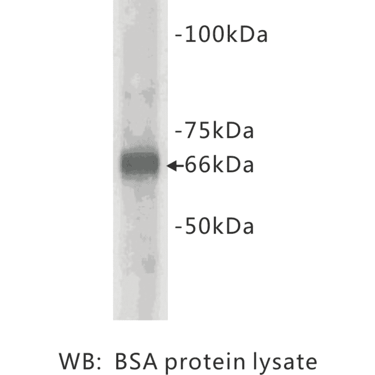 Western Blot - Anti-Albumin Bovine Antibody (BMA1003) - Antibodies.com