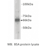 Western Blot - Anti-Albumin Bovine Antibody (BMA1003) - Antibodies.com