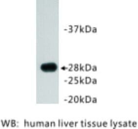 Western Blot - Anti-Apolipoprotein A1 Antibody (BMA1006) - Antibodies.com