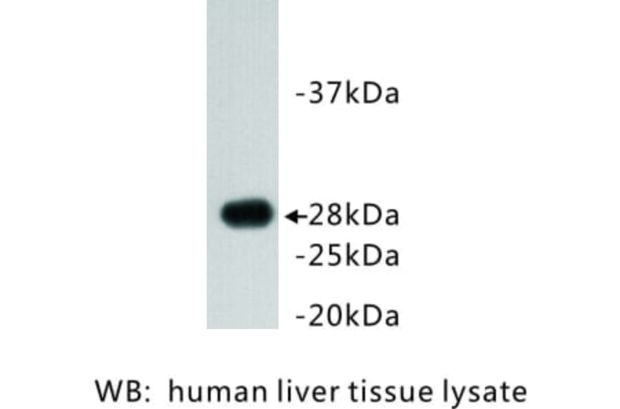 Western Blot - Anti-Apolipoprotein A1 Antibody (BMA1006) - Antibodies.com
