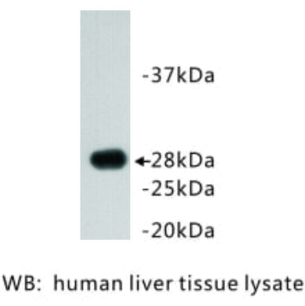 Western Blot - Anti-Apolipoprotein A1 Antibody (BMA1006) - Antibodies.com