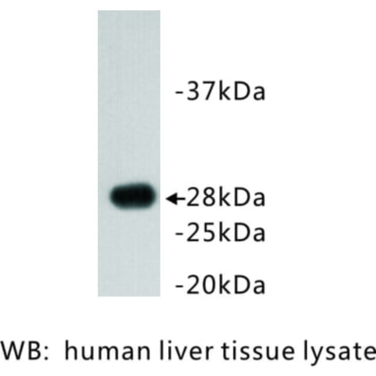 Western Blot - Anti-Apolipoprotein A1 Antibody (BMA1006) - Antibodies.com