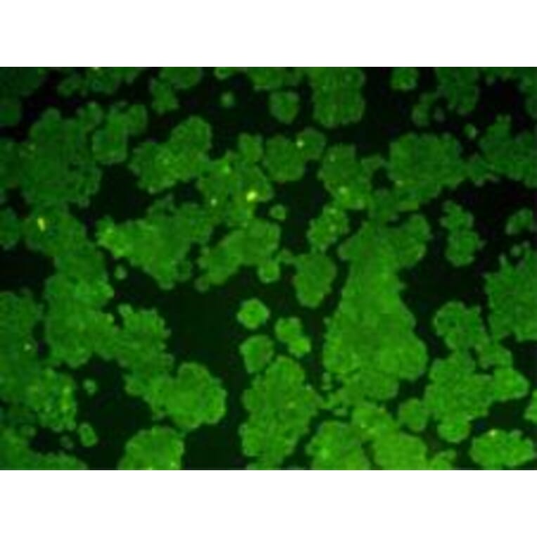 Immunocytochemistry - Anti-Bcl 2 Antibody (BMA1007) - Antibodies.com