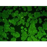 Immunocytochemistry - Anti-Bcl 2 Antibody (BMA1007) - Antibodies.com