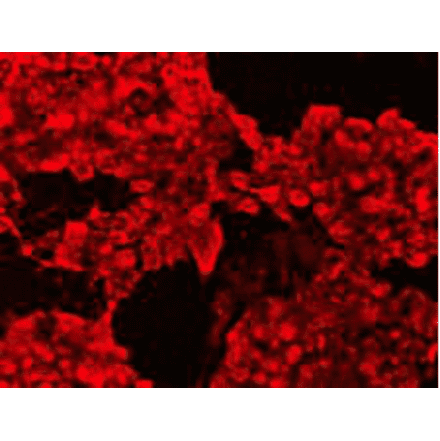 Immunocytochemistry - Anti-CIP2A Antibody (BMA1008) - Antibodies.com