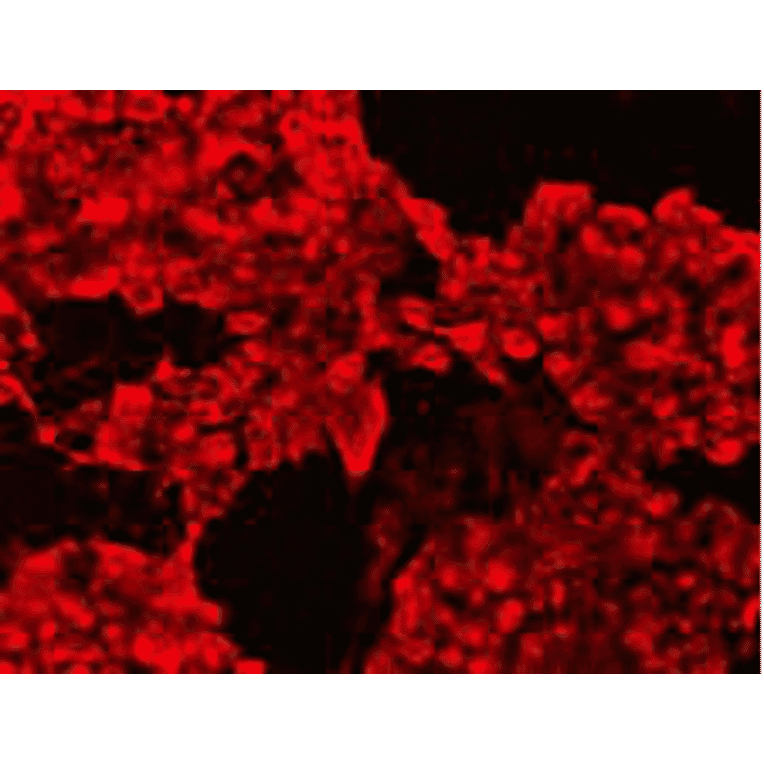 Immunocytochemistry - Anti-CIP2A Antibody (BMA1008) - Antibodies.com