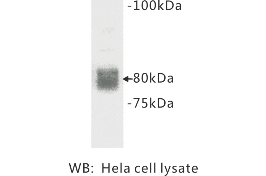Western Blot - Anti-CD44 Antibody (BMA1010) - Antibodies.com