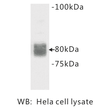 Western Blot - Anti-CD44 Antibody (BMA1010) - Antibodies.com