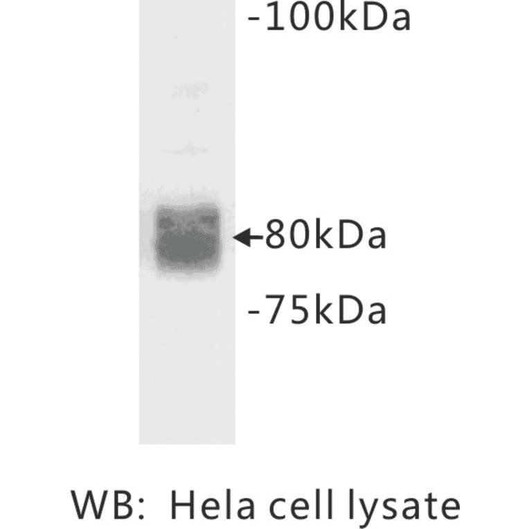 Western Blot - Anti-CD44 Antibody (BMA1010) - Antibodies.com