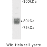Western Blot - Anti-CD44 Antibody (BMA1010) - Antibodies.com