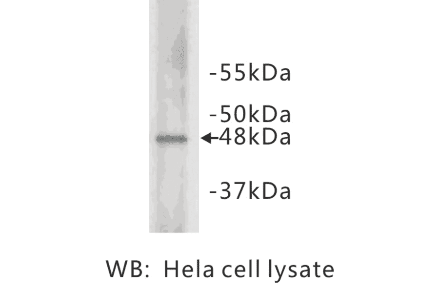Western Blot - Anti-Cyclin E2 Antibody (BMA1014) - Antibodies.com