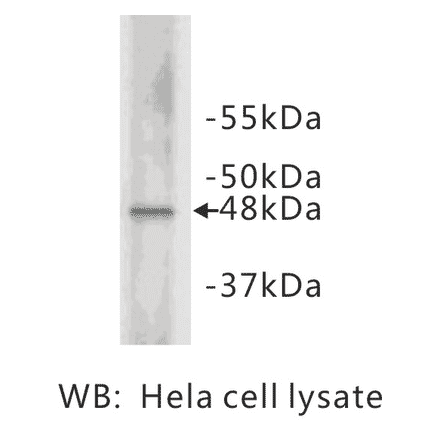 Western Blot - Anti-Cyclin E2 Antibody (BMA1014) - Antibodies.com