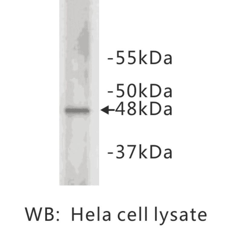 Western Blot - Anti-Cyclin E2 Antibody (BMA1014) - Antibodies.com