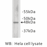 Western Blot - Anti-Cyclin E2 Antibody (BMA1014) - Antibodies.com