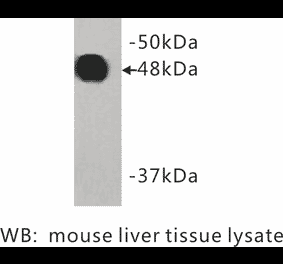 Western Blot - Anti-Cytokeratin 18 Antibody (BMA1016) - Antibodies.com
