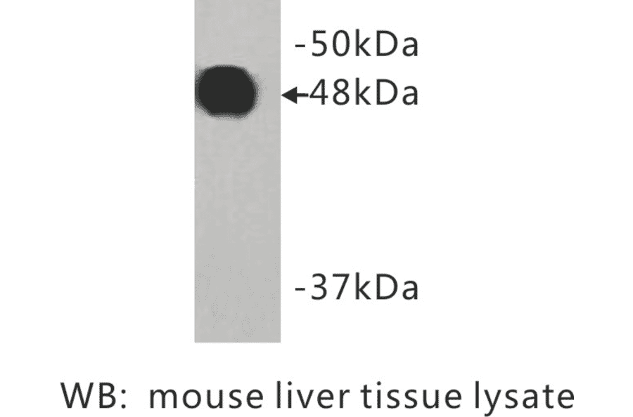 Western Blot - Anti-Cytokeratin 18 Antibody (BMA1016) - Antibodies.com