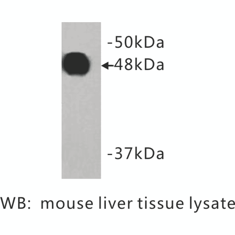 Western Blot - Anti-Cytokeratin 18 Antibody (BMA1016) - Antibodies.com