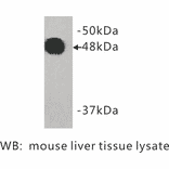 Western Blot - Anti-Cytokeratin 18 Antibody (BMA1016) - Antibodies.com