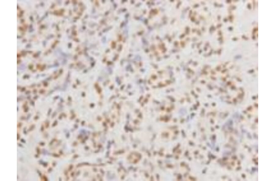 Immunohistochemistry - Anti-DNA-P Antibody (BMA1017) - Antibodies.com