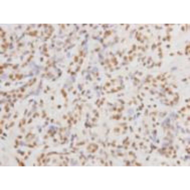 Immunohistochemistry - Anti-DNA-P Antibody (BMA1017) - Antibodies.com