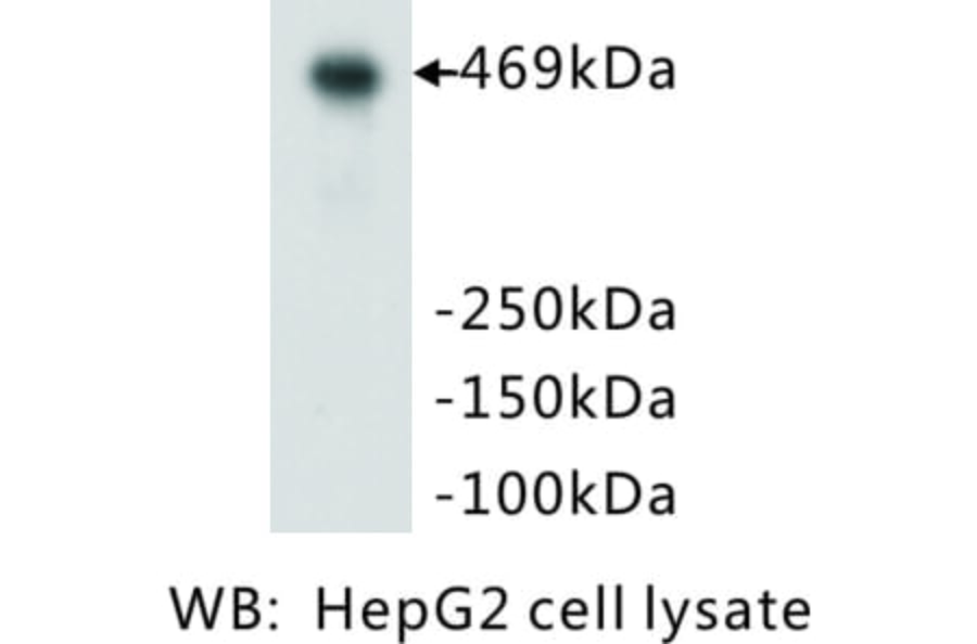Western Blot - Anti-DNA-P Antibody (BMA1017) - Antibodies.com