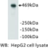 Western Blot - Anti-DNA-P Antibody (BMA1017) - Antibodies.com