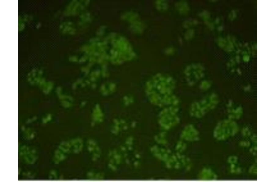 Immunocytochemistry - Anti-DNA-P Antibody (BMA1017) - Antibodies.com