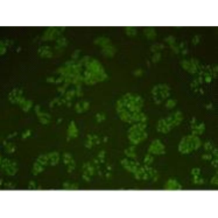 Immunocytochemistry - Anti-DNA-P Antibody (BMA1017) - Antibodies.com
