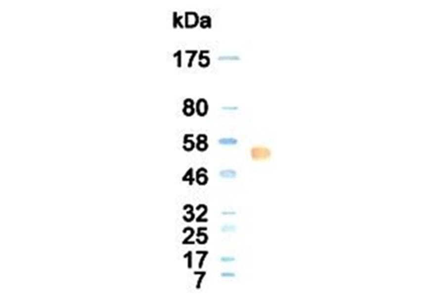Western Blot - Anti-CTLA4 Antibody (030509C07) - Antibodies.com