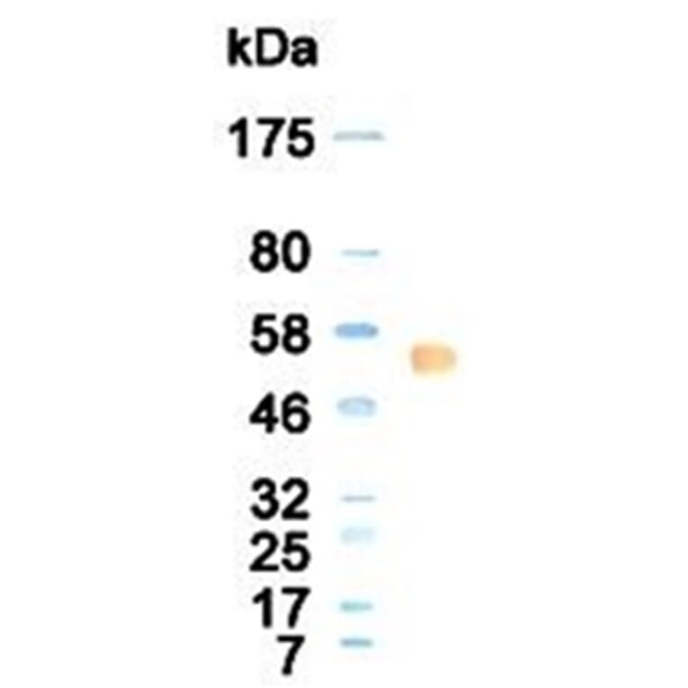 Western Blot - Anti-CTLA4 Antibody (030509C07) - Antibodies.com