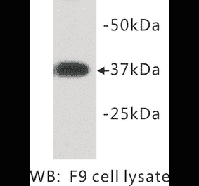 Western Blot - Anti-DPPA2 Antibody (BMA1018) - Antibodies.com