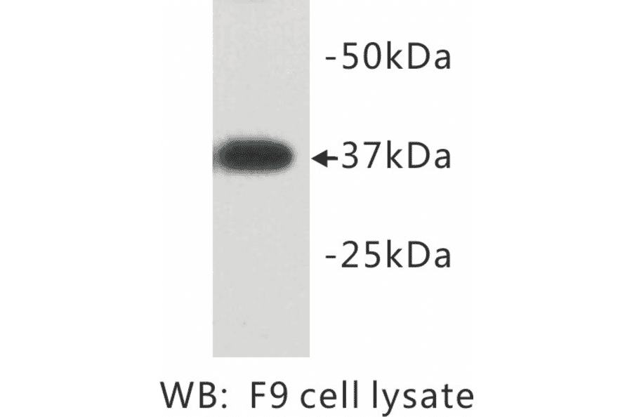 Western Blot - Anti-DPPA2 Antibody (BMA1018) - Antibodies.com