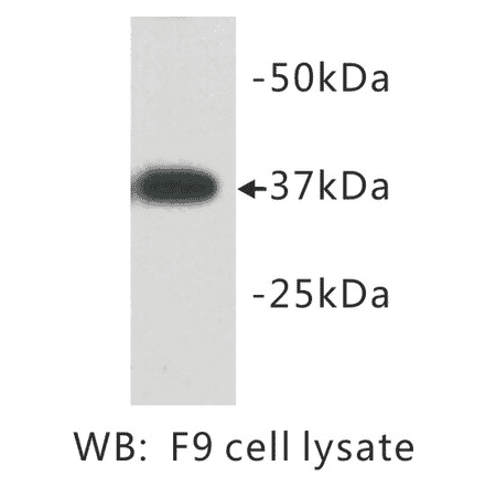 Western Blot - Anti-DPPA2 Antibody (BMA1018) - Antibodies.com