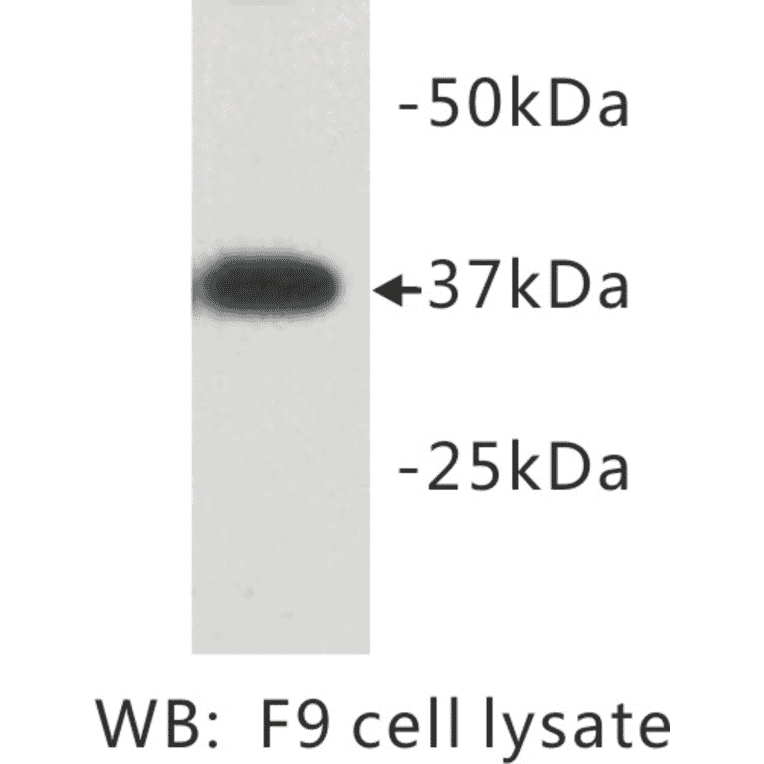 Western Blot - Anti-DPPA2 Antibody (BMA1018) - Antibodies.com