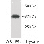 Western Blot - Anti-DPPA2 Antibody (BMA1018) - Antibodies.com