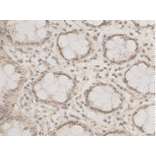 Immunohistochemistry - Anti-EPCAM Antibody (BMA1019) - Antibodies.com