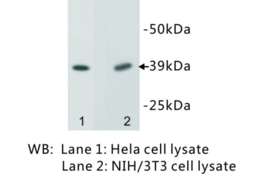 Western Blot - Anti-EPCAM Antibody (BMA1019) - Antibodies.com