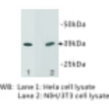 Western Blot - Anti-EPCAM Antibody (BMA1019) - Antibodies.com