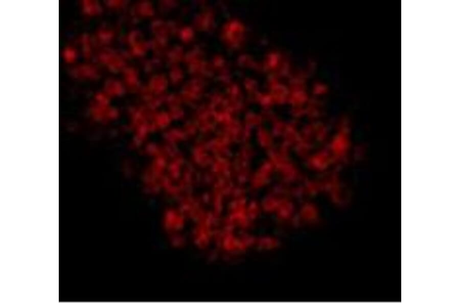 Immunocytochemistry - Anti-EPCAM Antibody (BMA1019) - Antibodies.com